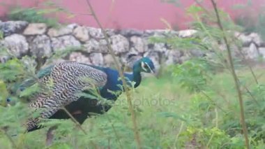 Güzel tavus kuşu adada yaşamak.