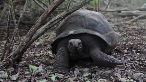 Een schattige schildpad kijkend naar de camera — Stockvideo