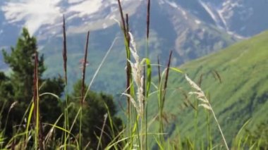 Elbrus bölgesi dağlarında yürüyüş