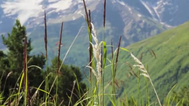 Wandern in den Bergen des Elbrus — Stockvideo