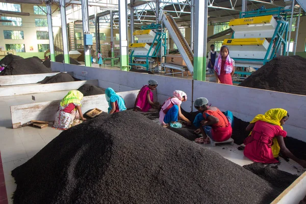 2013 06, India, Assam: chicas yuong clasificando el té en la fábrica de té — Foto de Stock