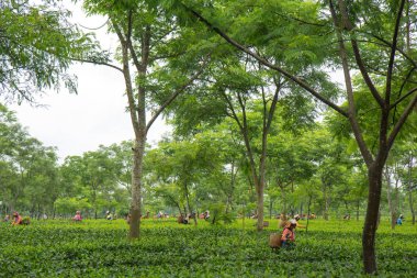 2013 06, Hindistan, Assam: Hintli kadın toplamak çay