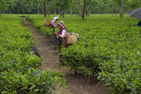 2013 06, India, Assam: Las mujeres indias recogen té — Foto de Stock