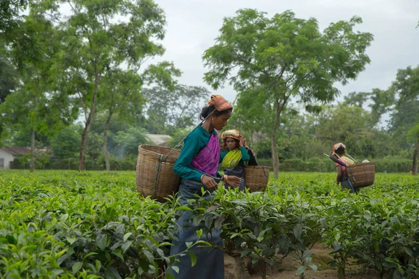 2013 06, Hindistan, Assam: Hintli kadın toplamak çay
