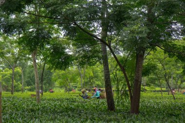 2013 06, Hindistan, Assam: Hintli kadın toplamak çay