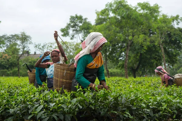 2013 06, Hindistan, Assam: Hintli kadın toplamak çay