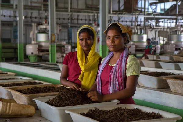 2013 06, Hindistan, Assam: çay çay fabrikası sıralama yuong kızlar