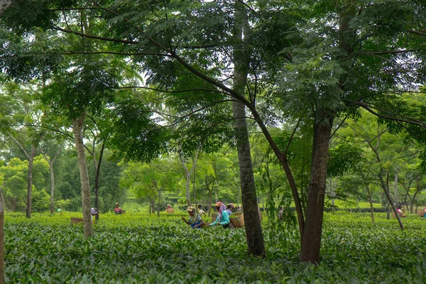 2013 06, India, Assam: Indian women collect tea — Stock Photo, Image