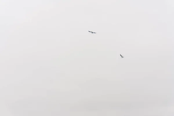 Möwe fliegt in den wolkenverhangenen Himmel — Stockfoto