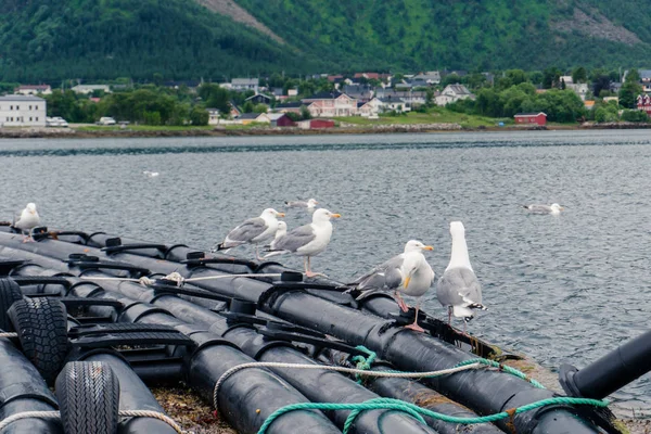 Boroya, Norveç'in şehir merkezindeki küçük liman
