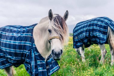 a horse grazes in a cloudy weather in Norway, Scandinavia clipart