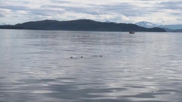 Patos no mar da Noruega no fundo de uma paisagem montanhosa — Vídeo de Stock