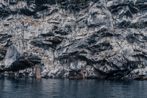 Οικογένεια των γλάρων σ ' ένα βράχο στη θάλασσα — Φωτογραφία Αρχείου