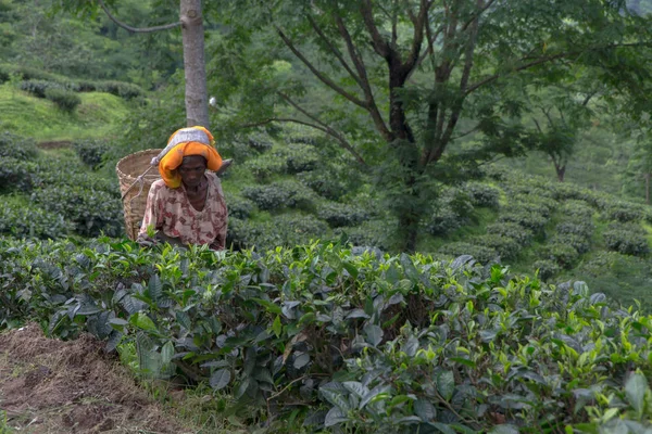 2013 06, India, Darjeeling: Las mujeres indias recogen té — Foto de Stock