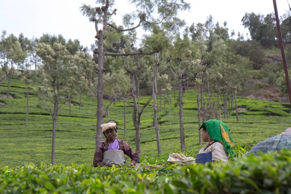 2013 06, Hindistan, Nilgiri: Hintli kadın toplamak çay — Stok fotoğraf