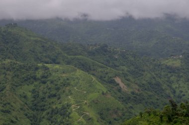 Hint çay plantasyon içinde Darjeeling