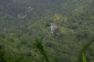 Hint çay plantasyon içinde Darjeeling
