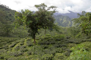 Hint çay plantasyon içinde Darjeeling