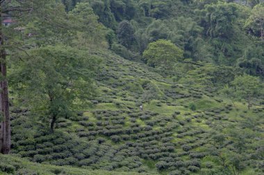 Hint çay plantasyon içinde Darjeeling
