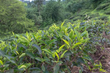 Hint çay plantasyon içinde Darjeeling