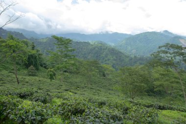 Hint çay plantasyon içinde Darjeeling