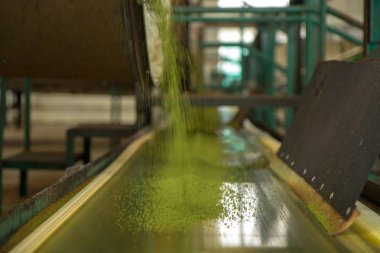 Assam çay fabrikası içinde. Hindistan