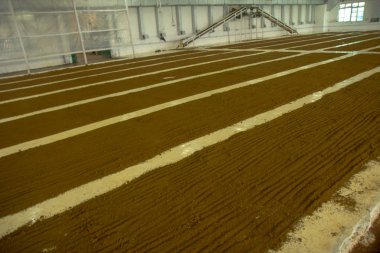 Assam çay fabrikası içinde. Hindistan