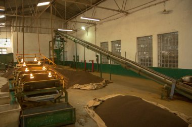 Assam çay fabrikası içinde. Hindistan