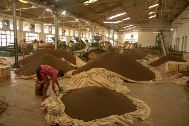 2013 06, Hindistan, Assam: bir çay fabrikası içinde