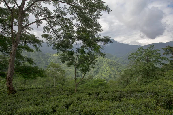 Индийская чайная плантация в Дарджилинге — стоковое фото