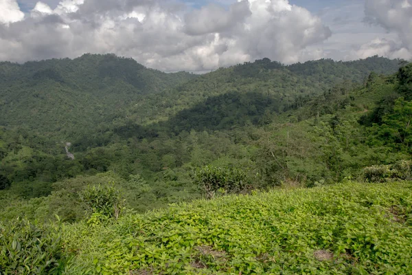 Plantacja herbaty indyjskie w Darjeeling — Zdjęcie stockowe