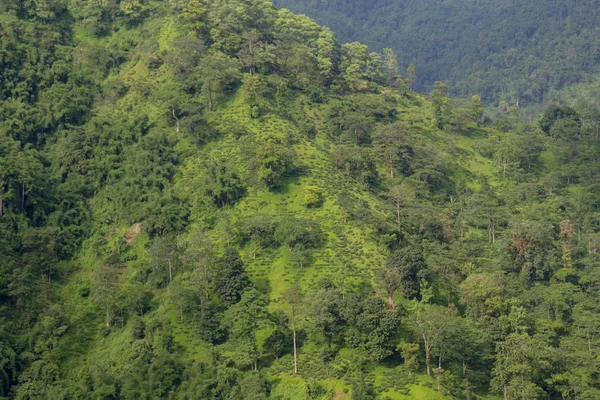 Indische Teeplantage im Darjeeling — Stockfoto