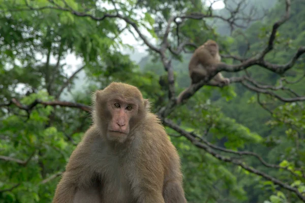 Familia de monos están sentados cerca de la carretera en el clima sombrío —  Fotos de Stock