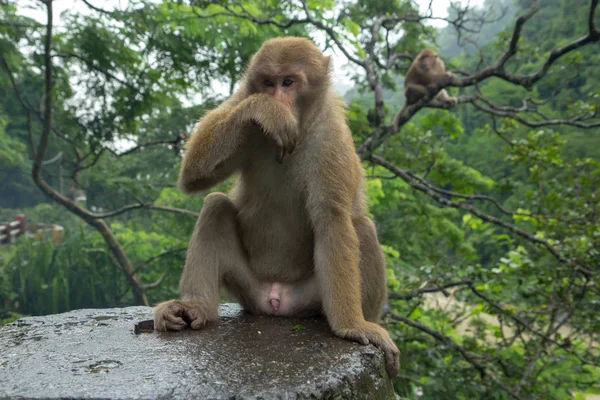 Familia de monos están sentados cerca de la carretera en el clima sombrío —  Fotos de Stock