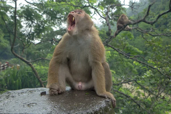 Familia de monos están sentados cerca de la carretera en el clima sombrío —  Fotos de Stock