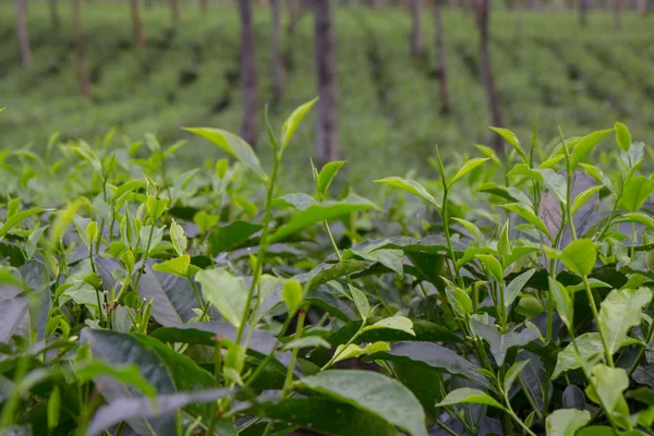 Hint çay plantasyon içinde Darjeeling
