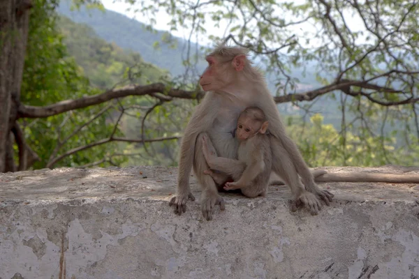 Familia de monos están sentados cerca de la carretera en el clima sombrío —  Fotos de Stock