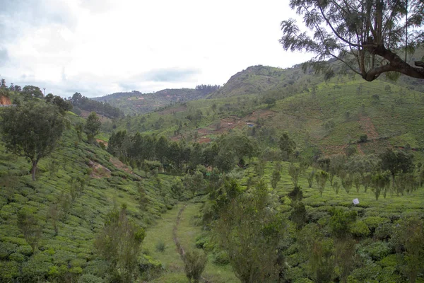 Индийская чайная плантация в Нилгири — стоковое фото