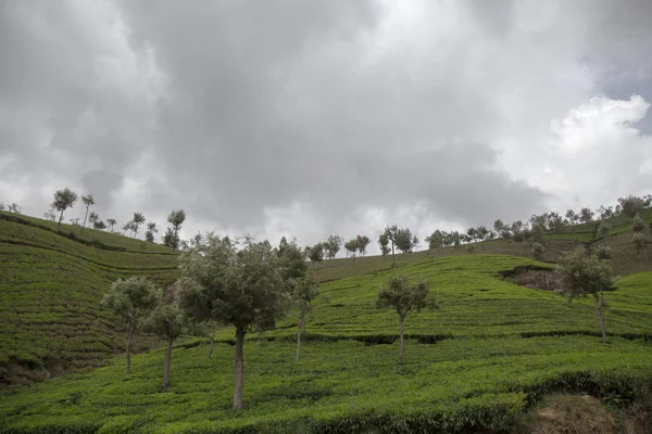 Indian tea plantation in the Nilgiri