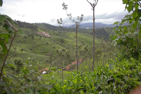 Indian tea plantation in the Nilgiri