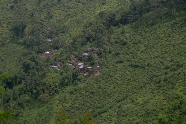 Indische thee plantage in de Darjeeling — Stockfoto