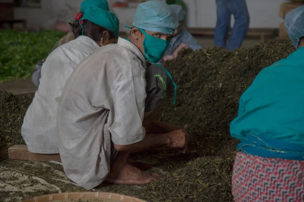 2013 06, India, Assam: personas clasificando el té en la fábrica de té — Foto de Stock