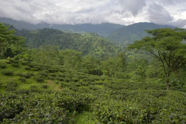 Hint çay plantasyon içinde Darjeeling