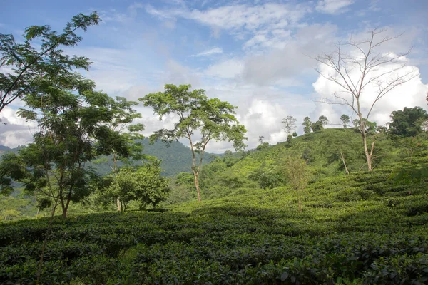 Indian tea plantation in the Darjeeling