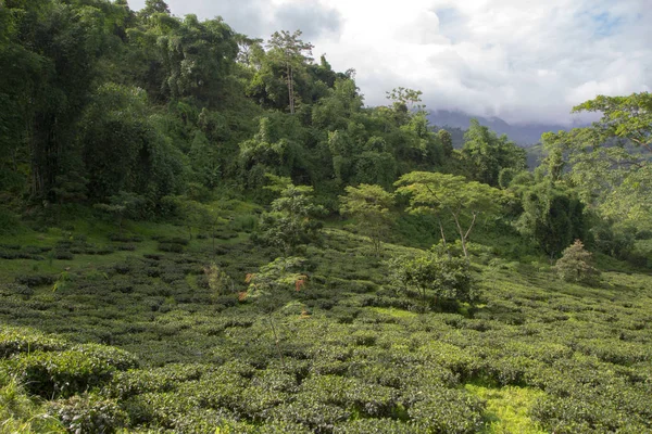 Indian tea plantation in the Darjeeling