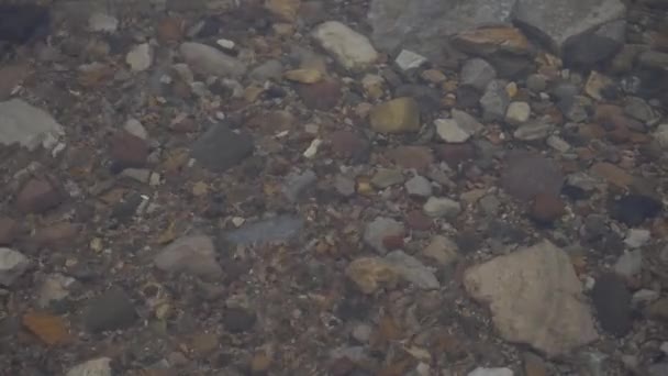 Stones under water, shallow with pebbles — Stock Video