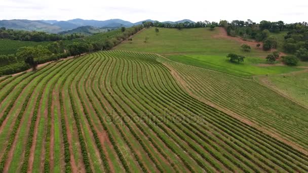 Kaffeeplantage, Brasilien. Antenne — Stockvideo