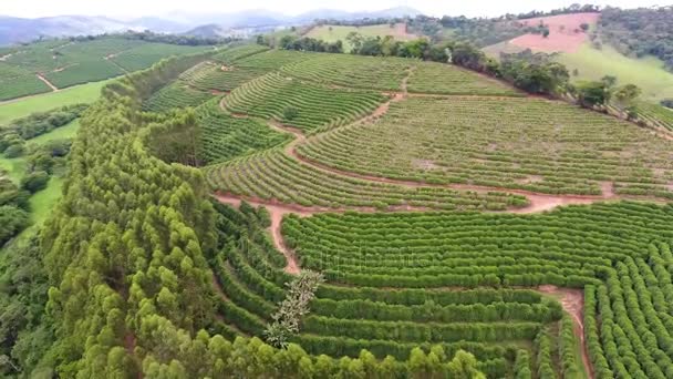 Кофейная плантация, Бразилия. Воздушный — стоковое видео