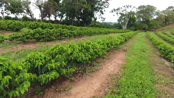 Koffie plantage, Brazilië. Luchtfoto — Stockvideo