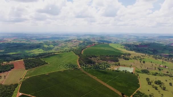 Koffie plantage, Brazilië. Luchtfoto — Stockvideo